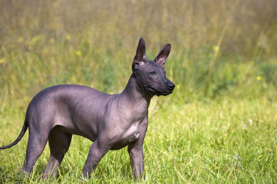 Mexican Hairless Dog