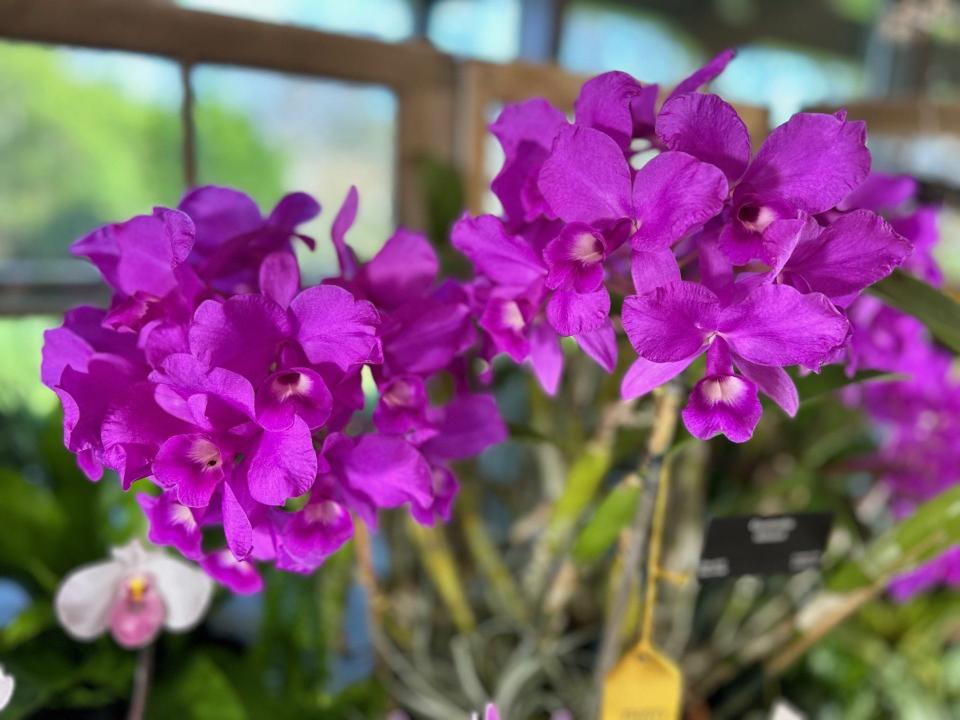 Hundreds of orchids were on display April 13, 2024, at the 23rd annual Asheville Orchid Festival hosted by the Western North Carolina Orchid Society and the North Carolina Arboretum.