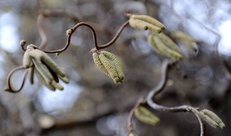 In winter, the corkscrew hazel (Corylus avellana 'Contorta') resembles a tousled human head. Angelika Warmuth/dpa