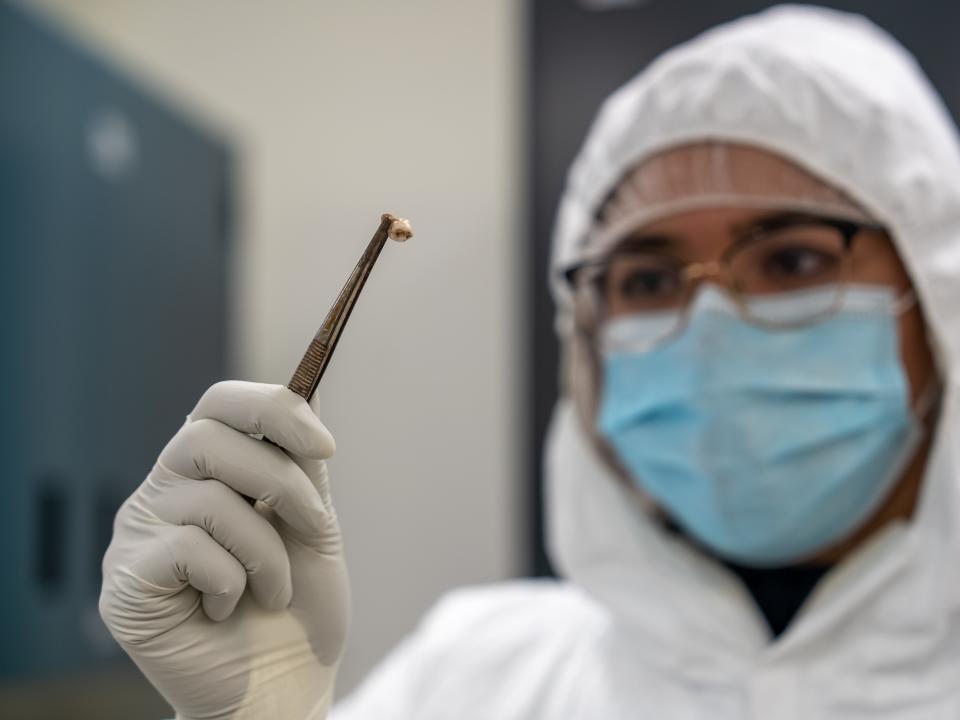 A scientist wearing protective equipment and a mask holds up a tooth with tweezers.