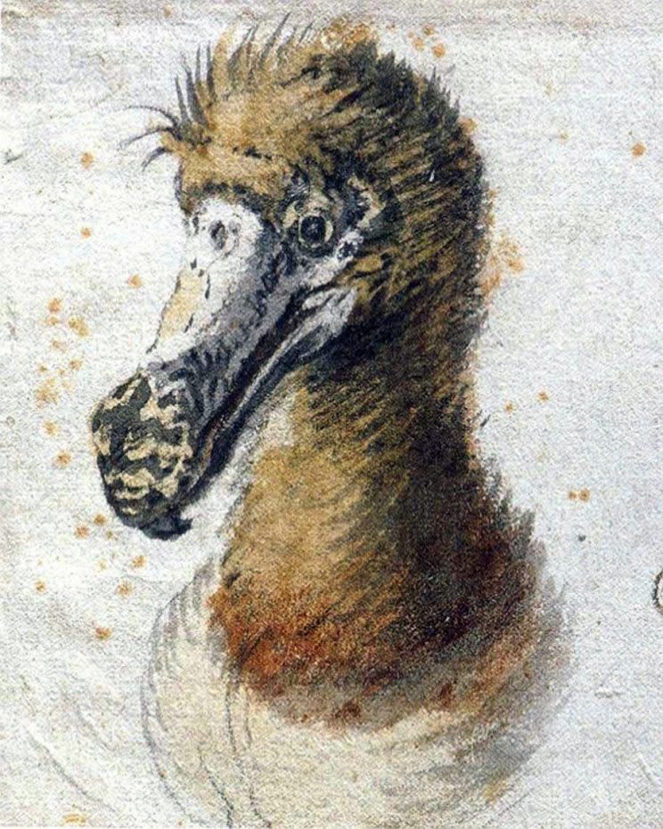 The dodo bird went extinct over 400 years ago. (Source: Wikimedia Commons)