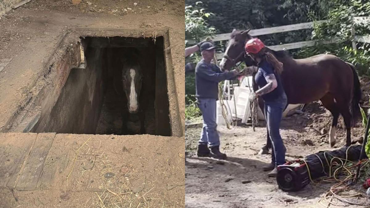 20-year-old horse rescued after falling through barn floor