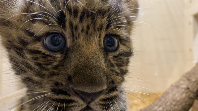 Syracuse zoo welcomes rare Amur tiger cubs (see new photos