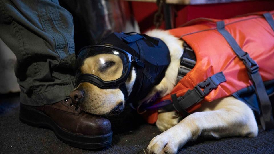 Aircraft carrier Gerald R. Ford’s facility dog, Sage, takes a nap prior to a flight back to the first-in-class aircraft carrier, following her visit the guided missile cruiser Normandy on June 20, 2023. (MC2 Malachi Lakey/U.S. Navy)