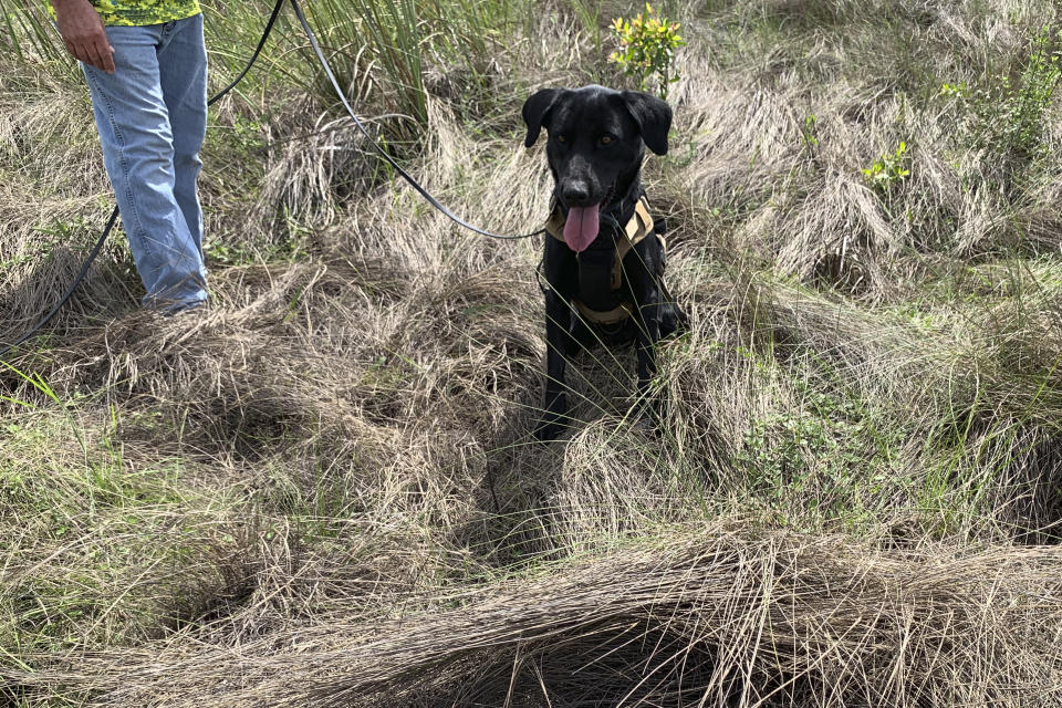Truman sits near an area where he tracked down an 8-foot-python, Tuesday, Dec. 8, 2020, in Miami-Dade County, Fla. The Florida Fish and Wildlife Conservation is beginning a new program to use dogs to sniff out invasive pythons. (Florida Fish and Wildlife Conservation Commission via AP)