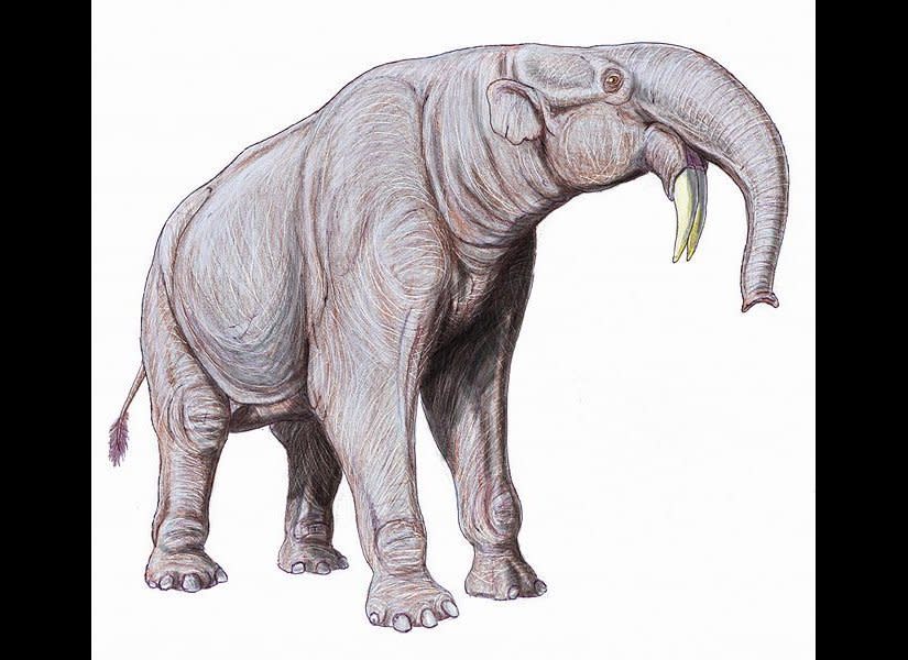 These distant relatives of modern elephants had an imposing appearance, with strange, downward-curving tusks and heights of up to 16 feet at the shoulder.