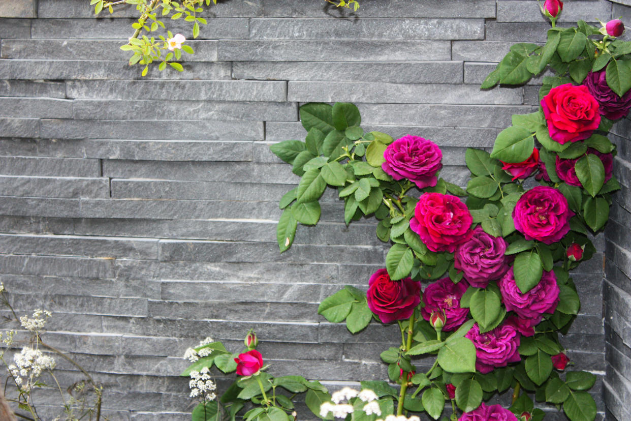  pink roses growing against a modern grey wall 