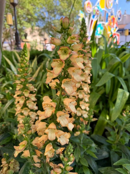 Foxglove plant at DCA taken with iPhone 15 Pro.