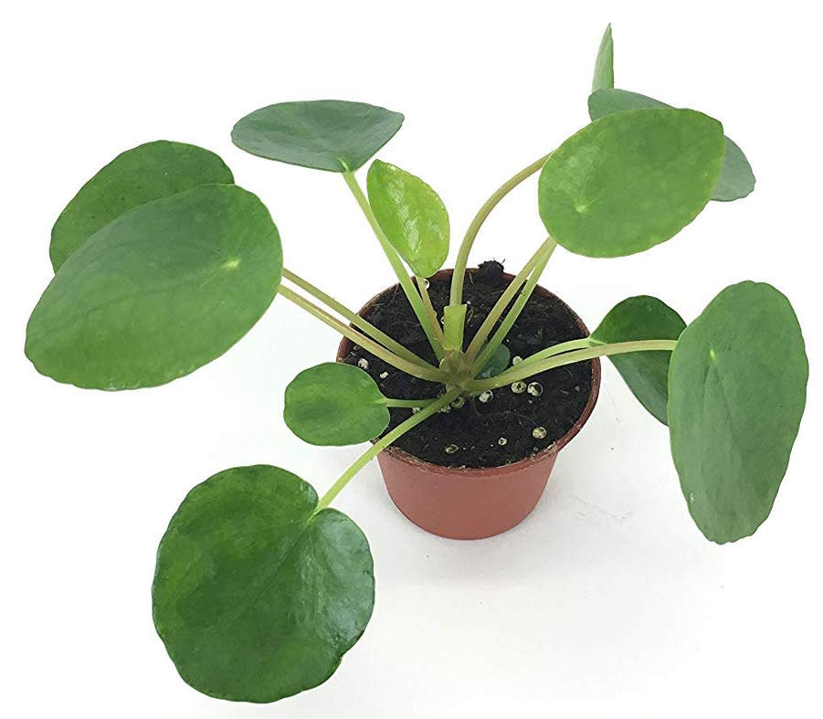 Pilea peperomioides (Photo: Amazon)