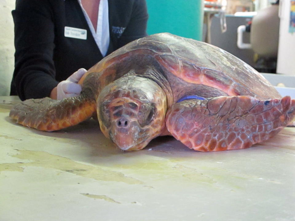 FILE - In this Jan. 14, 2013 photograph, a loggerhead turtle stunned by the cold is weighed at the Sea Turtle Hospital at the South Carolina Aquarium in Charleston, S.C. The U.S. Fish and Wildlife Service announced on Friday, March 22, 2013, it was designating about 175 miles of shoreline along the Carolinas coast as habitat critical to the recovery of the threatened turtles. (AP Photo/Bruce Smith, File)