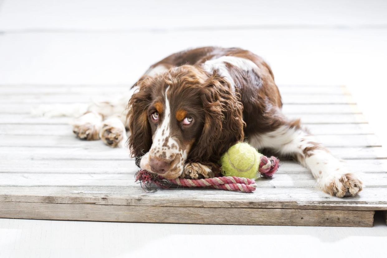 medium sized dog breeds english springer spaniel