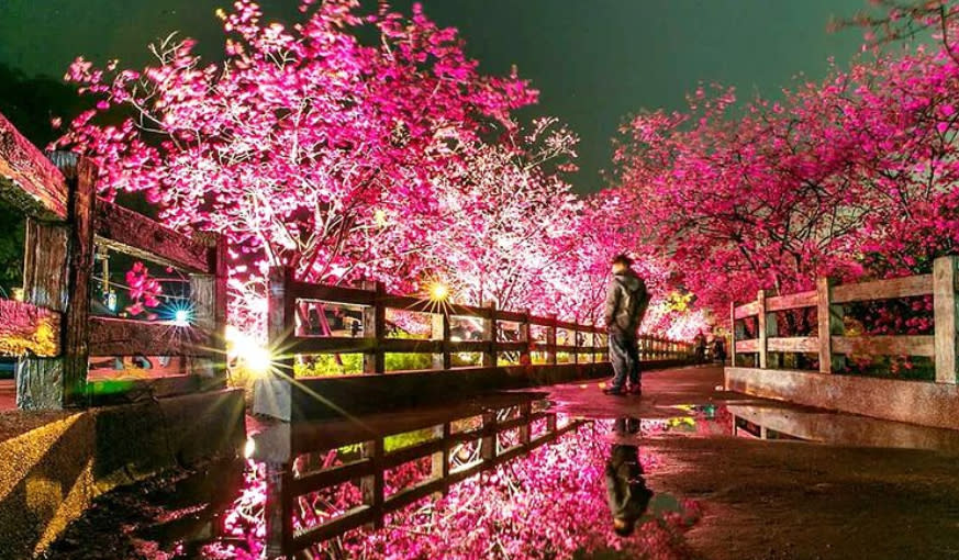 雨中的櫻花水鏡更浪漫 泰安櫻花季泡湯美食路線一次分享