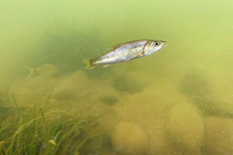 FILE PHOTO: Golden line barbel, a species native to Dianchi Lake, swims at a wetland preservation project on the northern edge of the Lake in Kunming, Yunnan