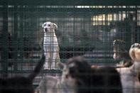 Stray dogs look out from their enclosure at Dogtown kennel in Uzunu, 40 km (24 miles) south of Bucharest November 17, 2013. REUTERS/Bogdan Cristel