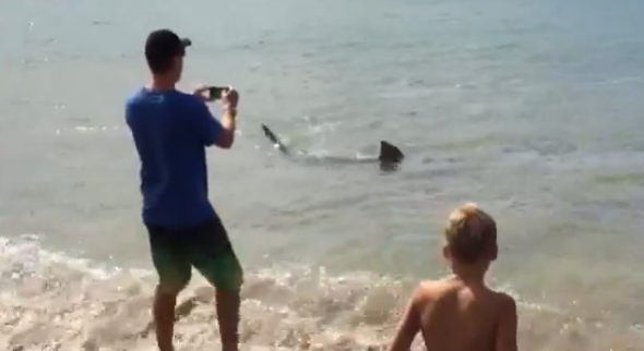 Shark shocks beachgoers in New Zealand (video)