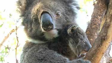 <p>Koalas claw thier way back after bushfire</p>