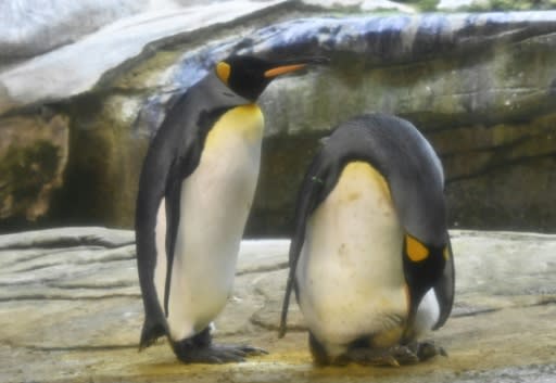 Skipper, right, and his male partner Ping, left, have begun taking care of a real egg at their enclosure in Berlin Zoo