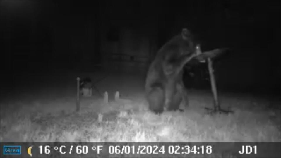 A bear is roaming the Charlotte and Huntersville areas.  A viewer sent a video to Channel 9 from his backyard in the Wedgewood North neighborhood.  The video was recorded around 3am on Saturday.