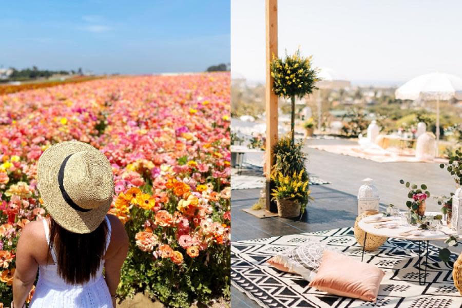 Vuelve experiencia de picnic en campo de flores de Carlsbad, San Diego