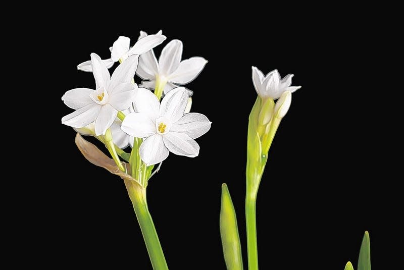 Sweet-smelling paperwhite narcissus can be coaxed into bloom with very little effort.