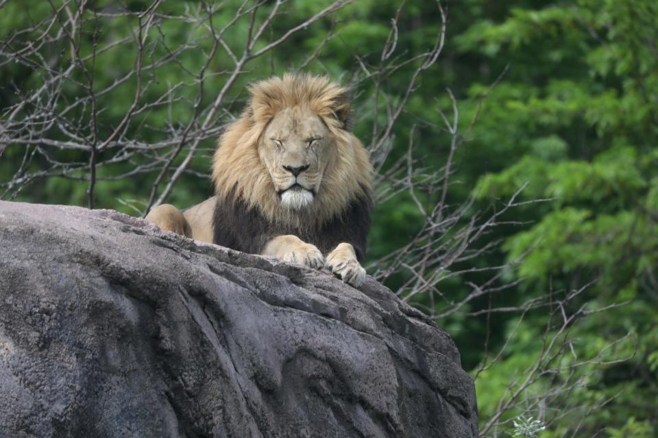  Chester has a distinctive black mane around his chest and neck.  He is one of three lions at the Seneca Park Zoo in Rochester, NY on June 2, 2022.