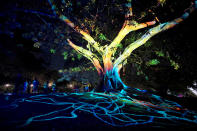 <p>Lights are projected onto a tree in Sydney’s Botanical Gardens during the opening night of the annual Vivid Sydney light festival in Sydney, Australia, May 27, 2016. (Reuters/Jason Reed) </p>