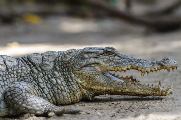 west african crocodile or...