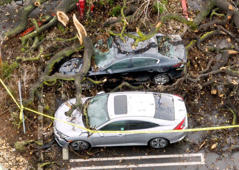 LOS ANGELES, CA - JANUARY 15: Damaged cars sit beneath a fallen tree at the El Camino Shopping Center on Mulholland Drive in Woodland Hills on Sunday, Jan. 15, 2023. The tree fell Satuday night trapping some people inside the cars. (Myung J. Chun / Los Angeles Times)