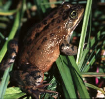 El sapo manchado de Oregon. (Wikimedia / Public Domain)