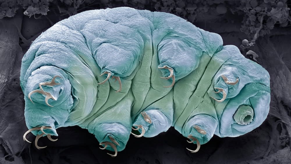  A microscopic tardigrade on a black background. 