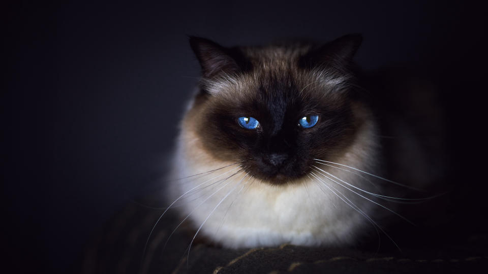 Intense blue eyes on Birman cat