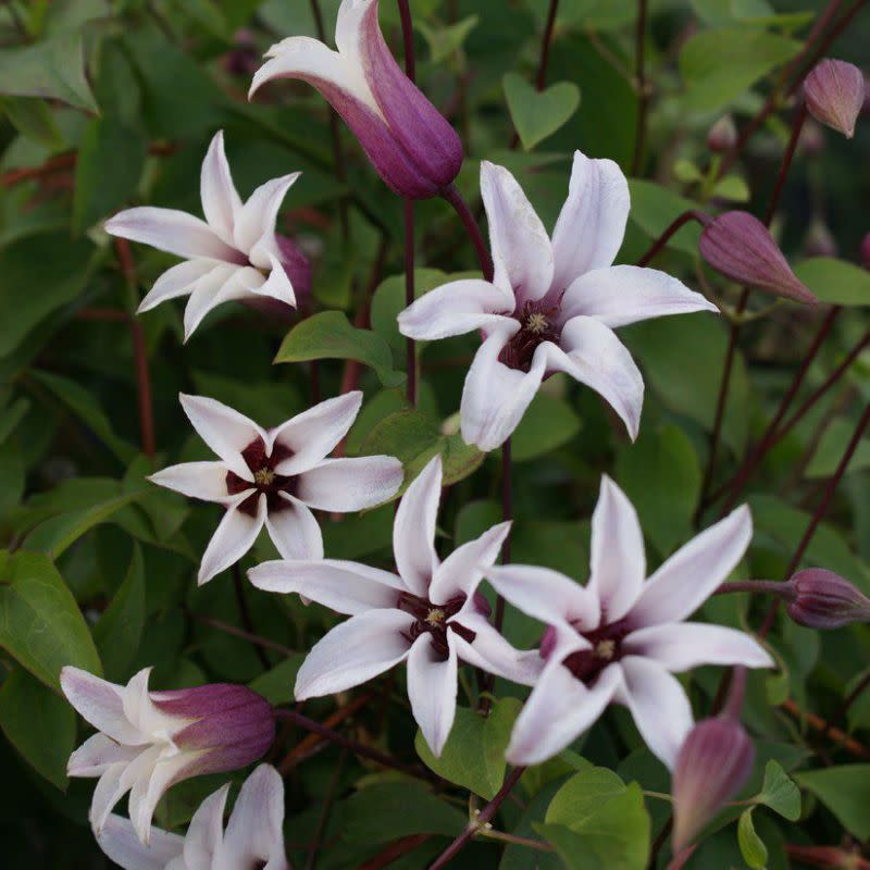 Die Blume von Herzogin Kate ist ebenfalls eine Clematis. (Bild: RHS Plants)