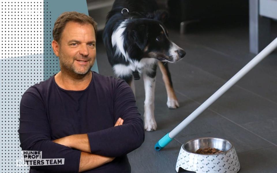 "Du siehst richtig, wie es in dem Hund rattert: Was soll die Sch... jetzt hier?!", kommentiert der Hundeprofi die Szene mit Pepper schmunzelnd. (Bild: RTL)