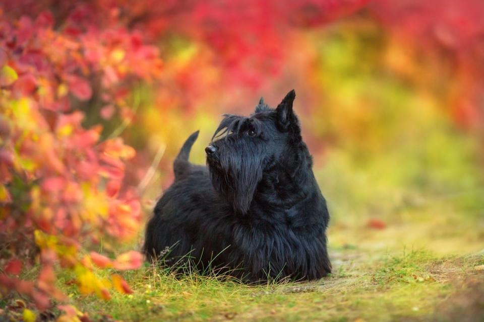 Scottish Terrier