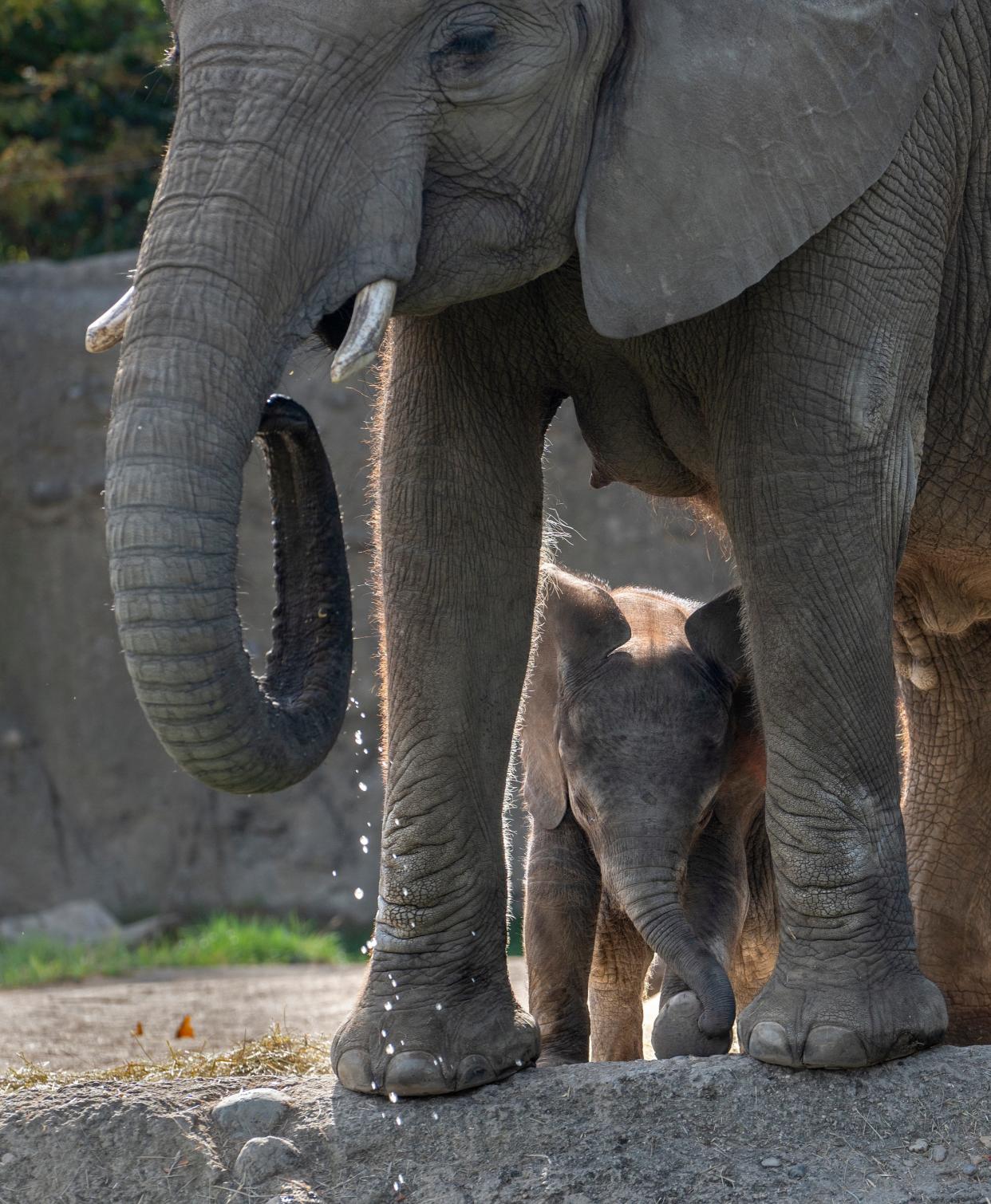 First-time mother, seventeen year old African elephant Zaraha comes out with her one-month-old male elephant calf Wednesday, Oct. 4, 2023 at the Indianapolis Zoo. The birth of this calf is the first elephant in the world (African or Asian) to be born through artificial insemination to a mother who was also born through the same procedure. This follows the tradition at the zoo with successful efforts in African elephant reproduction. The first and second African elephants in the world were conceived and successfully born through artificial insemination at the Indianapolis Zoo in 2000.