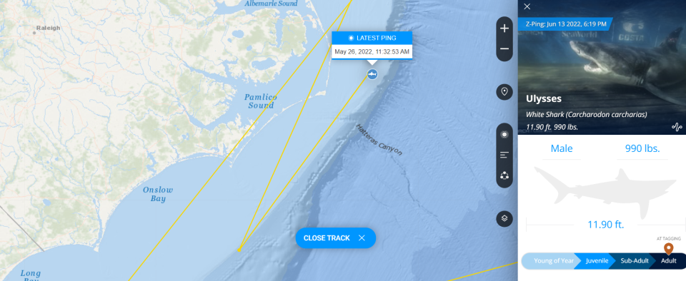 Ulysses is a nearly 12-foot shark, at 990 pounds.