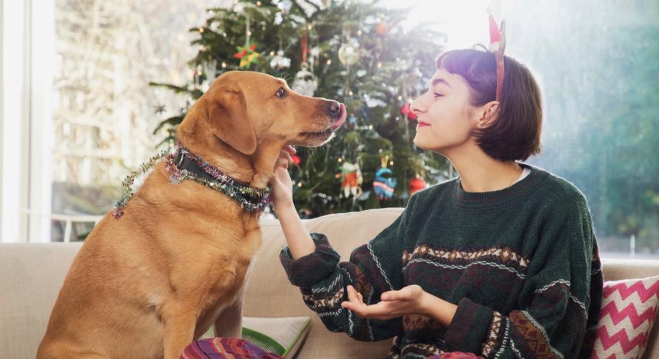 Dog's should not be fed Christmas cake, pudding or mince pies over the festive period (Getty)