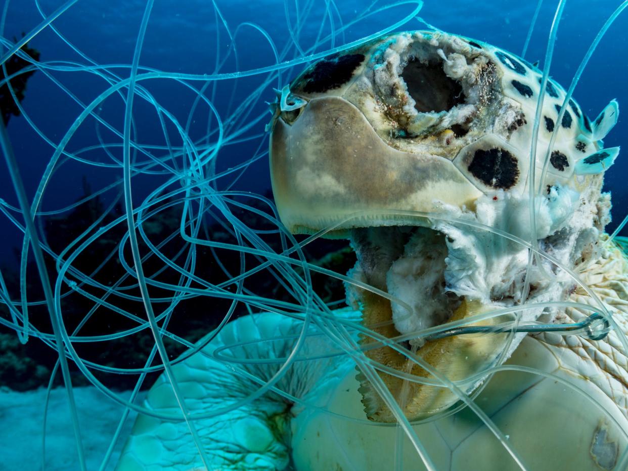 Ocean Art Underwater Conservation1_Shane_Gross_Victim