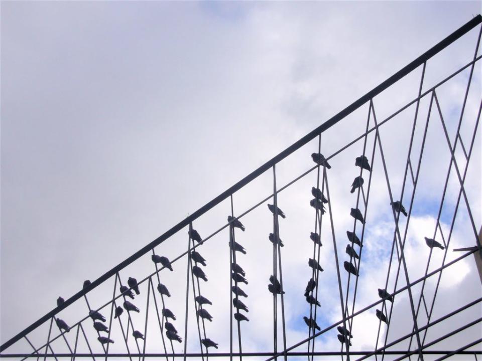 藍天是舞台，縱橫的電線伴奏，群鳥聚集歡唱奏鳴曲。