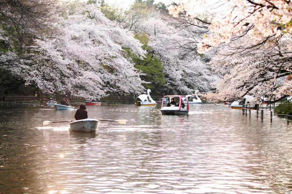 井之頭恩賜公園櫻花