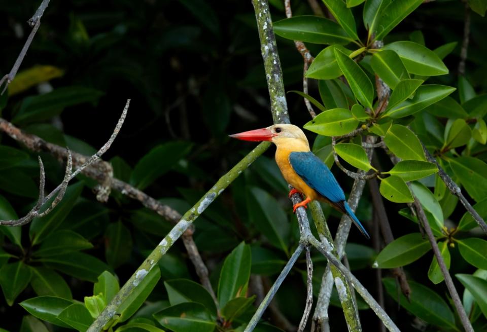 A closeup shot of Stork-Billed Kingfisher. — Picture by Peter Ong