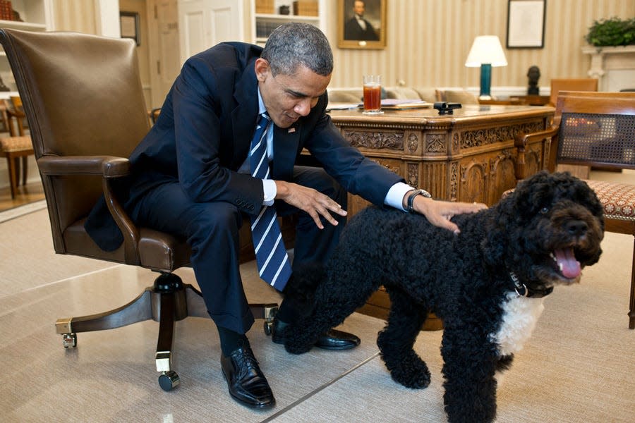 President Barack Obama pets his dog Bo in the Oval Office.