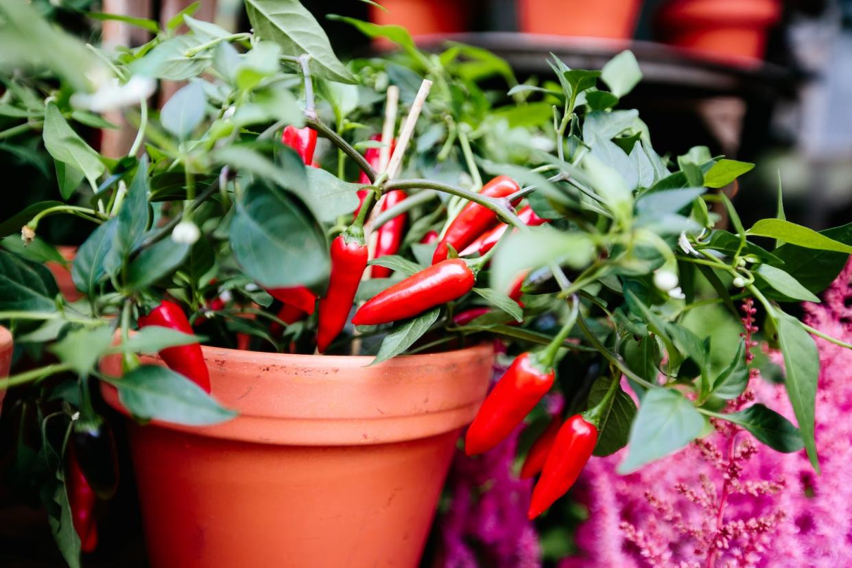 A picture of a chilli plant in a pot.