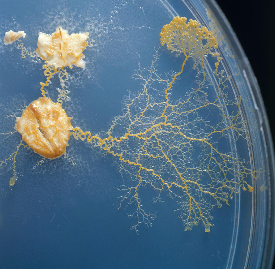 Physarum polycephalum en placa Petri con avena.