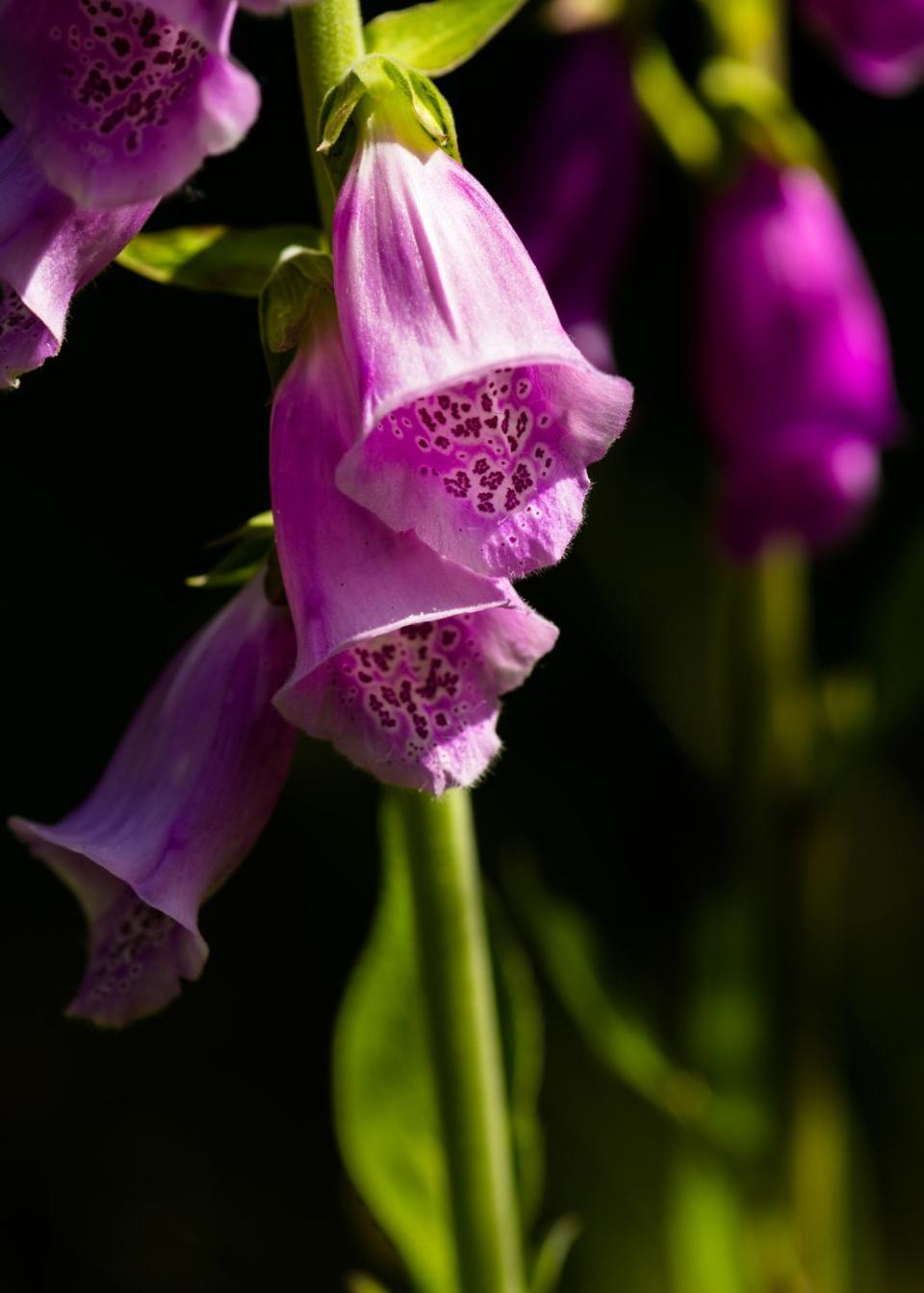 close up of a purple foxglove