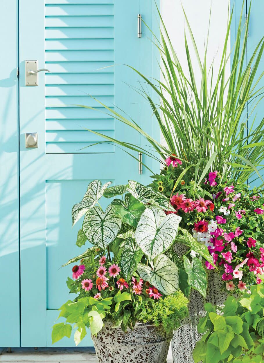 Mixed container garden with coneflowers