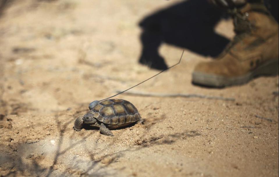 FILE - In this Sept., 30, 2015, file photo released by the U.S. Marines Corps, a tortoise takes its first steps in the wild after being released at the Natural Resources and Environmental Affairs-hosted ceremony for the first release of tortoises from the Combat Center's Desert Tortoise Headstart Program, near Twentynine Palms, Calif. Federal authorities have approved a plan to move nearly 1,500 desert tortoises from a Southern California Marine base. The removal could begin at the end of this month or in April 2017 after the reptiles emerge from their underground winter hibernation. (Lauren Kurkimilis/U.S. Marines Corps via AP, File)