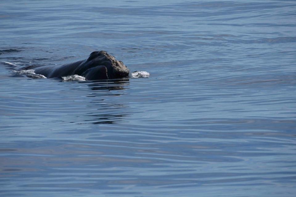 The North Atlantic right whale named Smoke, seen in this photo in the Gulf of St. Lawrence in July of 2022, swam into the Cape Cod Canal on Sunday with her newborn calf, stopping maritime traffic for about five hours.