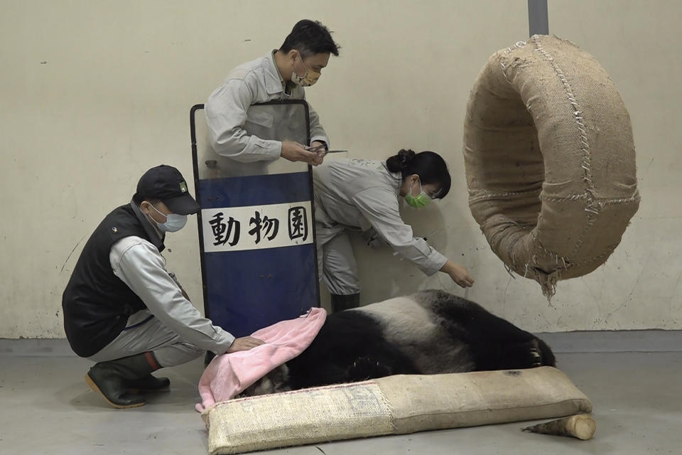 In this photo released by the Taipei Zoo, workers attend to the ailing giant panda Tuan Tuan at the Taipei Zoo in Taipei, Taiwan on Friday, Nov. 17, 2022. Tuan Tuan, one of two giant pandas gifted to Taiwan from China, died Saturday, Nov. 19, 2022 after a brief illness, the Taipei Zoo said. (Taipei Zoo via AP)
