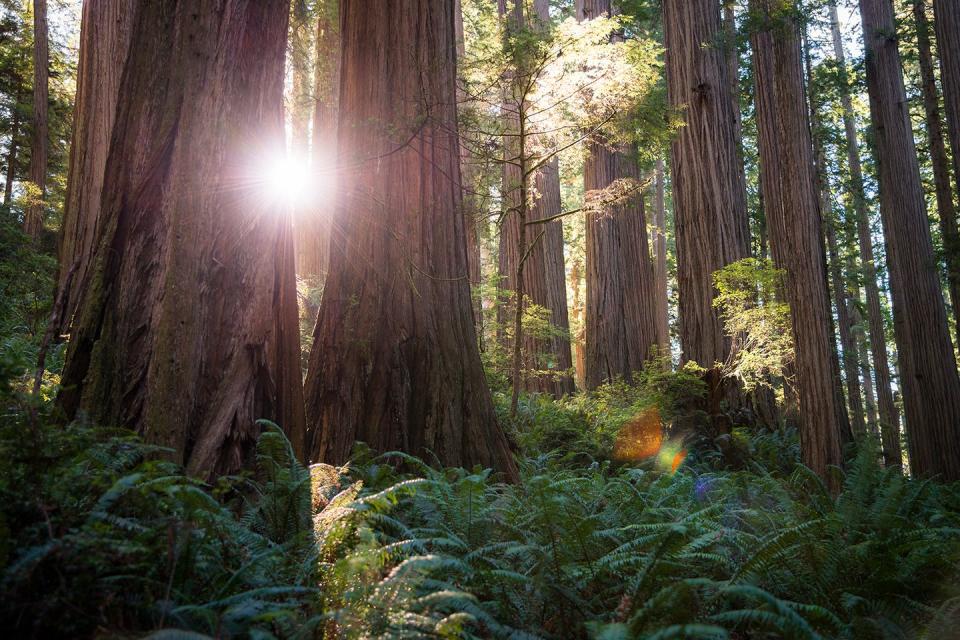 Redwood Forest, California